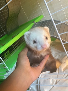 ferret – 8 month old Ferret