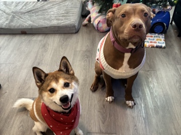 Shiba Inu – Beta & Yusuke – Davenport