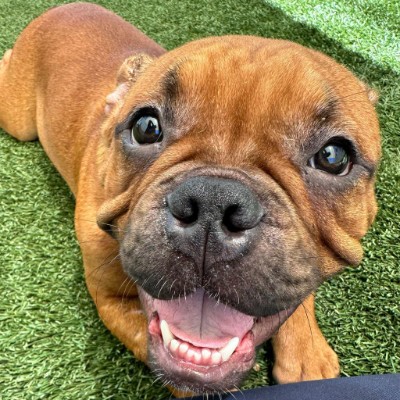 French Bulldog - Professor Plum SAY HI available for adoption in Los Angeles