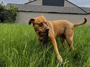 American Staffordshire Terrier – Let’s Rehome Diezel ⚡️🫶🏾 Dallas Texas – Euless