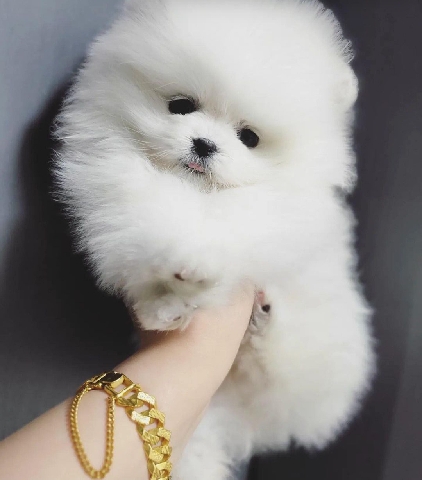Pomeranian – AKC teacup Pomeranian puppy