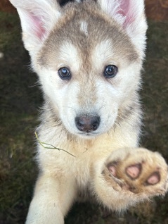 Siberian Husky – Huski pUpi