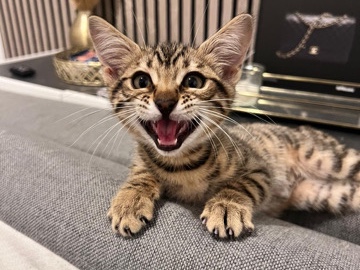 Bengal – Bengal mix kitte – Nordstemmen