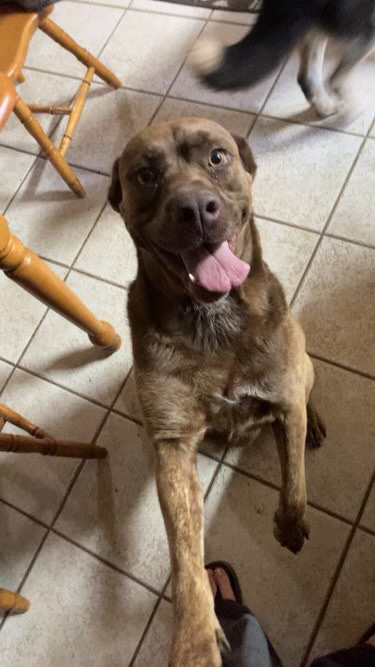Ruby needs a loving home