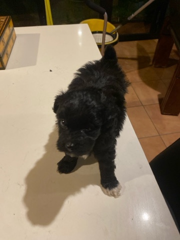 Poodle – moodle puppie
