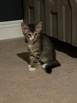 kittens