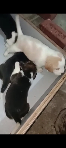 Beagle – Beagle babies