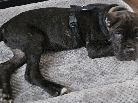Cane Corso – Hulk is awaiting for his forever Home – Nashville