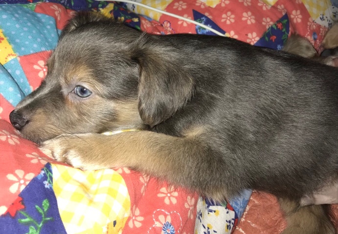 Papillon – papchi puppies 4 males left