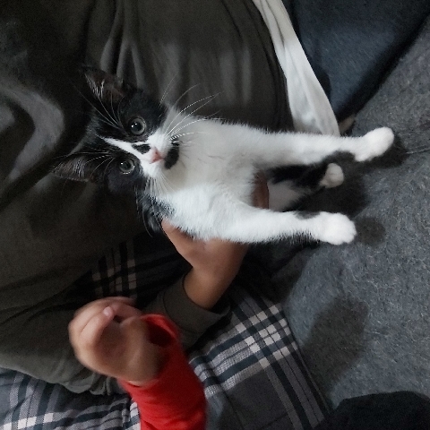 cat