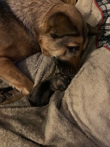 German Shepherd – German Shepherd Puppies
