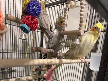 Cockatiel – Cockatiel Birds – Los Angeles