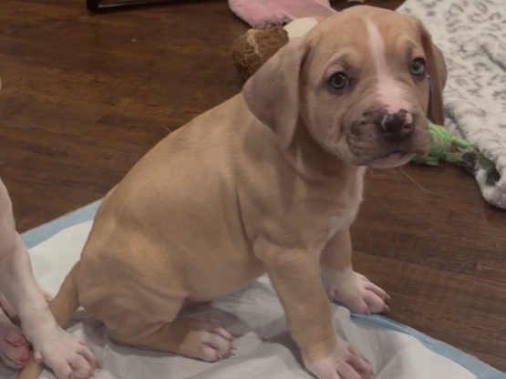 American Pit Bull Terrier – Pit Bull Puppy for sale – Glendale