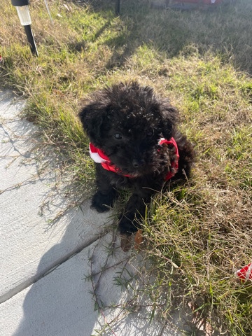 Toy poodle