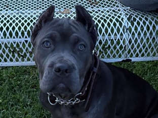 weezy 5 month old Cane Corso Female 