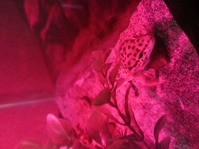 Any – baby leopard gecko needs a good home