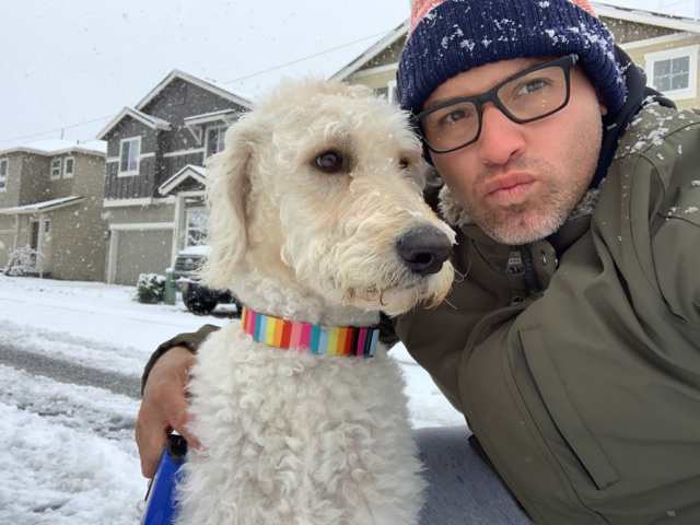 Labradoodle puppies