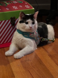 American Shorthair – 7 month old kitty needs new home!