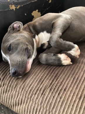 American Pit Bull Terrier – American bully ***