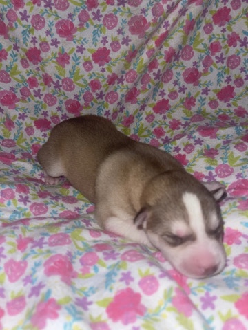 Siberian Husky – J and J’s Husky Puppies