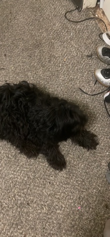 Miniature Schnauzer – Miniature schnauzer, dog for sale