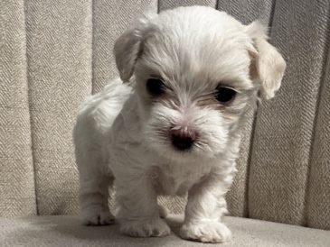Maltese – Maltese Toy for Sale Girl – West Palm Beach