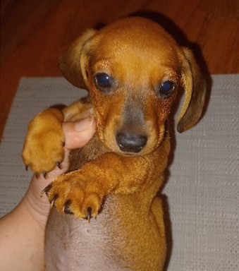 Dachshund – mini daschund