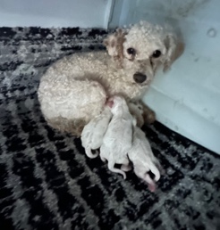 Poodle – toy poodle puppies for sale Greenville SC