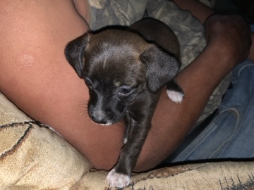 Miniature Pinscher – cute mini pinchers mixed with kokoni – Littlerock