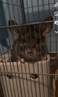 chinchilla