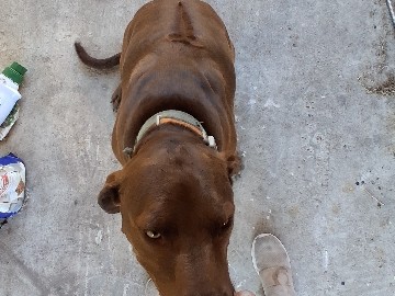 Rhodesian Ridgeback – Rodesian Ridgeback – Rockport