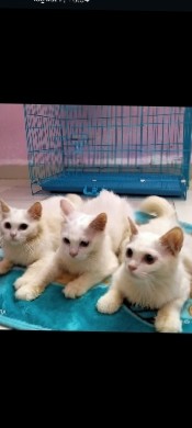 American Wirehair – I want to sell my cats