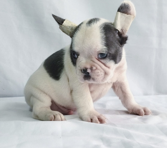 French Bulldog – French bulldog for sale