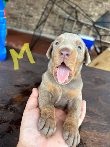 Doberman Pinscher – Doberman puppies
