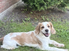 Cockapoo – Chase – Paulsboro