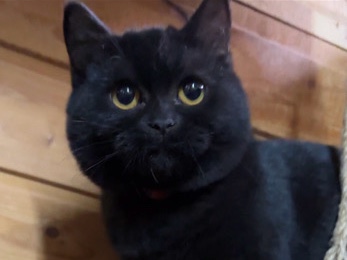 British Shorthair - BKH Kater available for adoption in Salzbergen