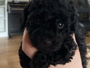 Poodle - Toypudel in Black available for adoption in Munich