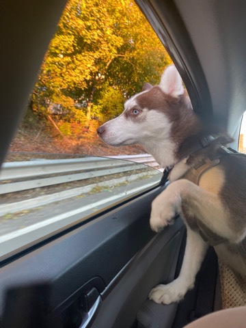 Siberian Husky – husky