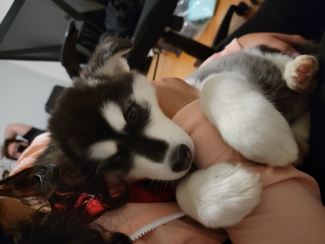 Alaskan Malamute – husky malamute female