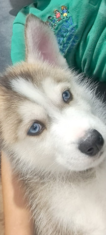 Siberian Husky – Siberian husky puppy