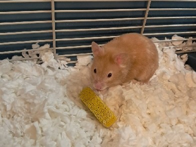 Free Hamster Rehome(Athens&Oconee, GA)