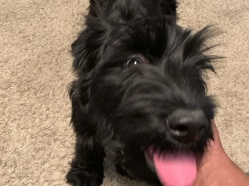Giant Schnauzer – Female Giant Schnauzer – Grapevine