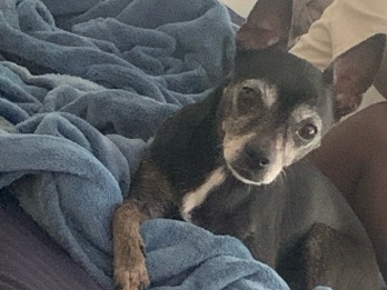Chihuahua – older sweet chihuahua looking for a new home. – Felton