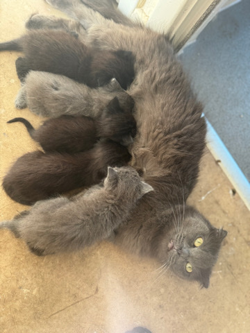 Scottish Fold – 5 beautiful Scottish fold/mainecoon kittens
