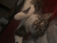American Shorthair – 7 month old male cat – Grand Rapids