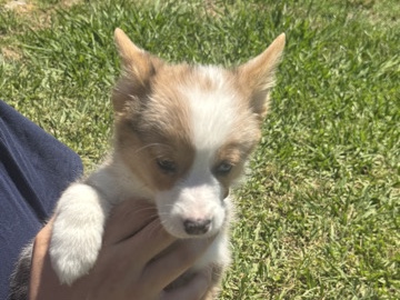 Pembroke Welsh Corgi – American Corgi Dolly – Folsom