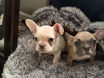 French Bulldog – akc franchise – Pickerington