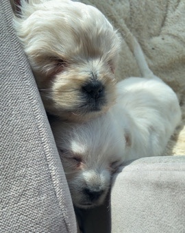 Maltese – Maltese Yorkies