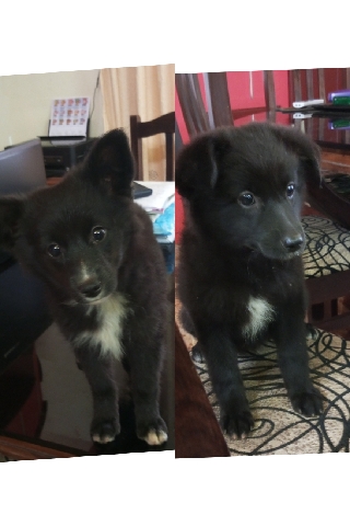 Indian Spitz – Puppies looking for new ho. e