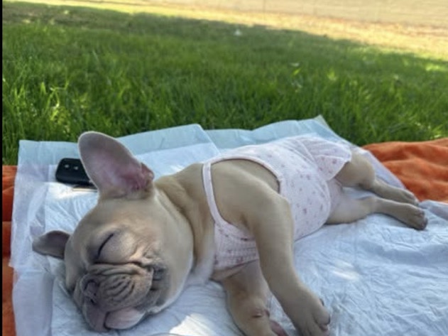 French Bulldog - Frenchie for Sale – Vaccinated and Friendly Ready for a New Home available for adoption in Los Angeles